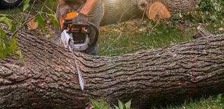 Best Tree Maintenance Programs  in Koloa, HI