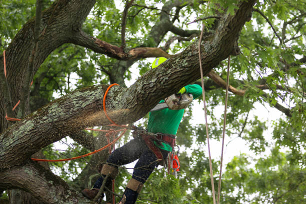 Best Firewood Processing and Delivery  in Koloa, HI